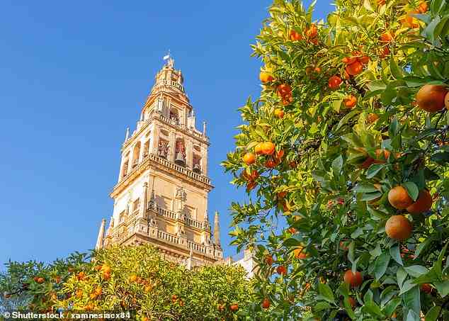 Im Inneren des 350 Fuß hohen Giralda-Turms (oben) der Kathedrale von Sevilla gibt es eher schräge Böden als Stufen, da er so konzipiert wurde, dass die Gäste die Spitze zu Pferd erreichen können