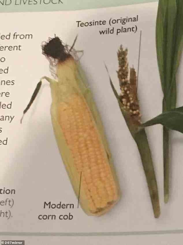 Mais – der ursprünglich aus dem heutigen Mexiko stammt – sah anfangs etwas anders aus als der goldgelbe Maiskolben, den wir heute kennen und lieben