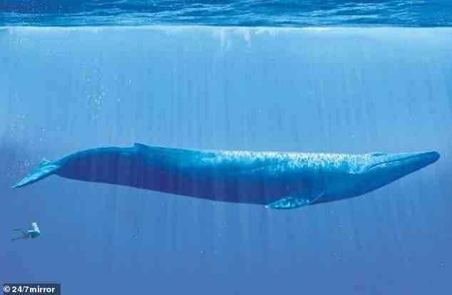 Ein inspirierendes Bild fängt die Größe eines Wals im Vergleich zu einem Menschen ein – es ist genug, um einem einen Schauer über den Rücken zu jagen!  Blauwale sind das größte Tier, das je existiert hat