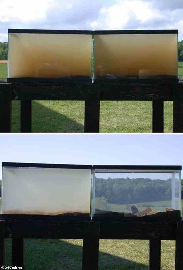 Wasser aus einem Bach in Virginia, USA, wurde in zwei Tanks gefüllt – einen mit Muscheln (rechts) und einen ohne (links) – und demonstrierte so die unglaubliche Filterkraft der Art