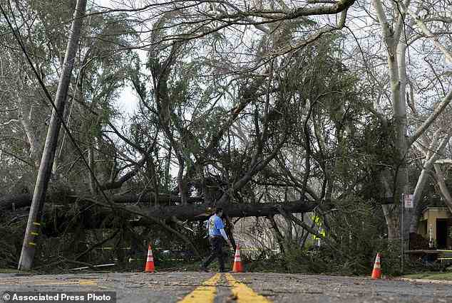 An East Sacramento resident crosses the street in front of a tree blocking H Street near 36th Street in Sacramento