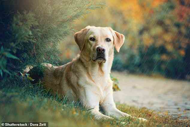 Mehr als 1.000 Hunde aus 13 verschiedenen Rassen wurden strengen Intelligenztests unterzogen, wobei der Labrador (im Bild) den neunten und der Golden Retriever den letzten Platz belegte.