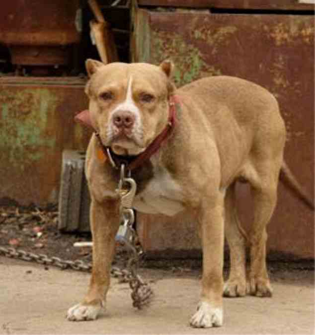 Im Bild: Ein Pitbull (Aktenfoto).  Die Polizei sagte, Mulala sei von zwei Staffie- oder Pitbull-Kreuzungen und einem Hund unbekannter Rasse gebissen worden
