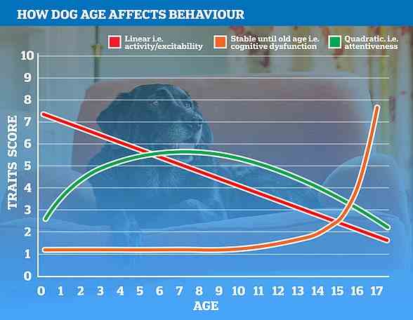 Dargestellt, wie verschiedene Metriken das Verhalten eines Hundes im Laufe der Zeit verändern.  Grün zeigt, wie sich das Gehirn entwickelt und dann in höheren Jahren abnimmt;  Orange zeigt, wie einige Merkmale, wie kognitiver Verfall, in den geriatrischen Jahren eines Hundes exponentiell zunehmen;  Rot zeigt den langsamen Rückgang der Aktivität und Aufmerksamkeit eines Hundes
