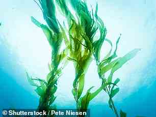 Kelp ist eine große braune Alge.  Diese Algen wachsen schnell, benötigen kein Süßwasser oder zusätzliche Nährstoffe und sind nahrhaft und vielseitig in Lebensmittelprodukten.