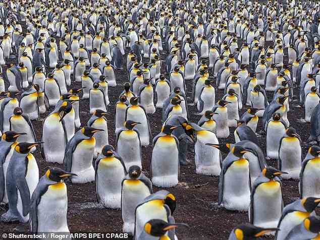 Tom verbrachte Zeit am Volunteer Point (oben), wo mehr als 3.000 Pinguine herumwatscheln.