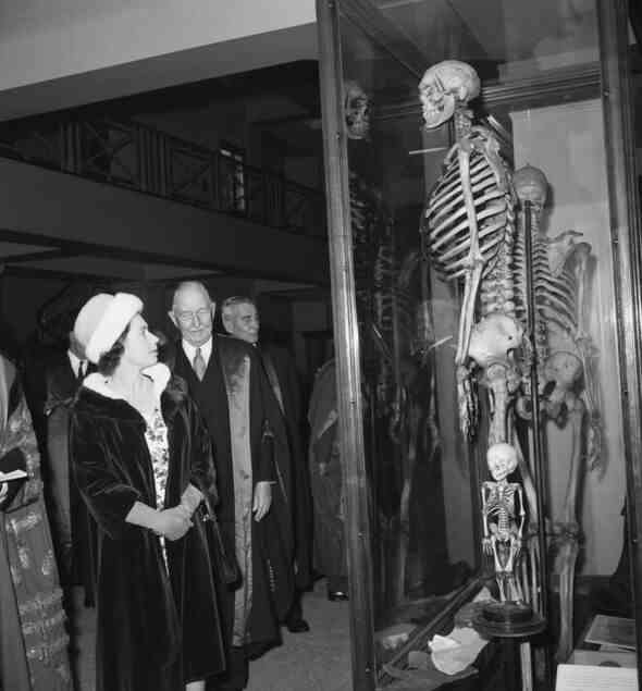 Die Queen studiert das Skelett von Charles Bryne