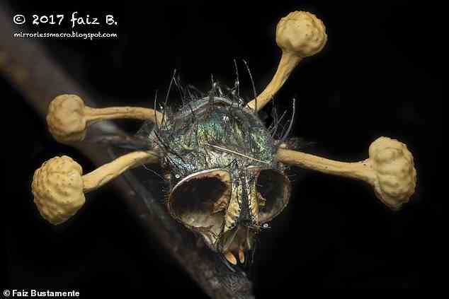 Experts originally thought Cordyceps infected the brains of its hosts, which is also a characteristic of the fictional fungus in the video game and TV series. Pictured: Fungal stalks burst from the head of a fly that had been infected with Cordyceps