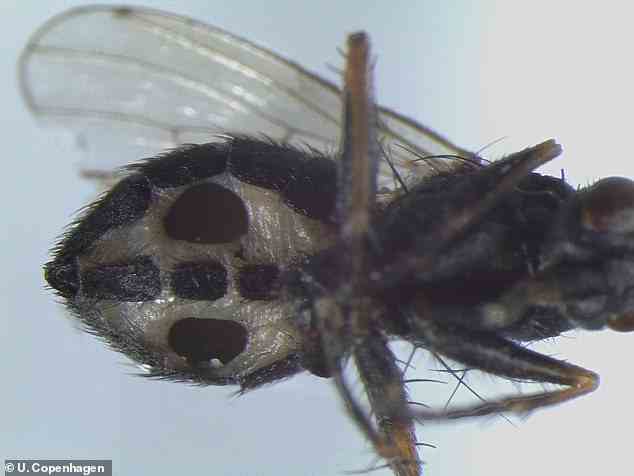 Strongwellsea acerosa and Strongwellsea tigrinae bore into adult flies, creating a huge hole in their abdomens (pictured), and then devour them from the inside