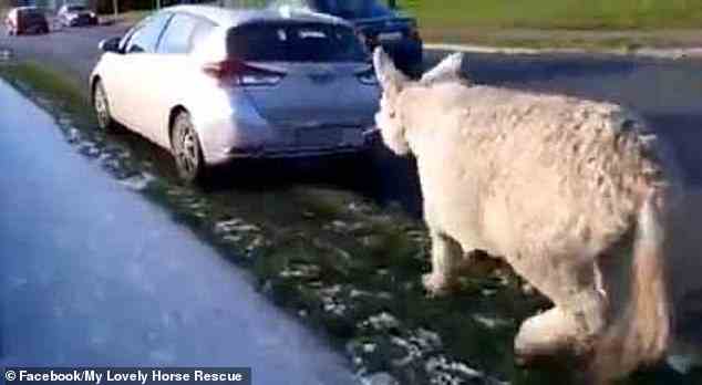 Das Video, das von dem Zeugen gefilmt wurde, der hinter dem Auto herging, zeigt, wie der Esel hilflos über den Grünstreifen neben einer Hauptstraße gezogen wird