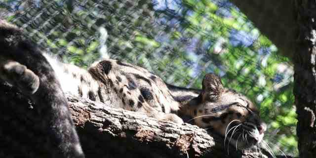 Auf diesem undatierten Bild des Dallas Zoo ruht ein Nebelparder namens Nova auf einem Ast in einem Gehege.