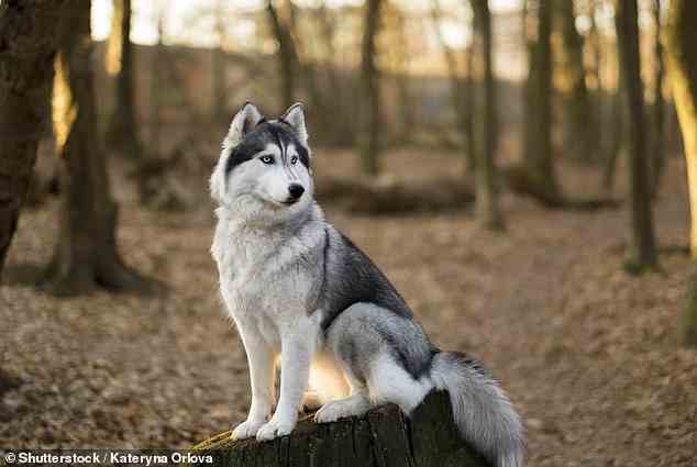 Die letzte Rasse auf Wills Liste von Hunden, die er niemals besitzen würde, ist der Siberian Husky, da es ein „Albtraum“ ist, sie zu trainieren und einen schrecklichen Rückruf zu haben