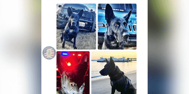 K9 Hobbs hat als Teil einer langen Tradition von Polizeihunden für Edmonds PD gedient und geopfert.
