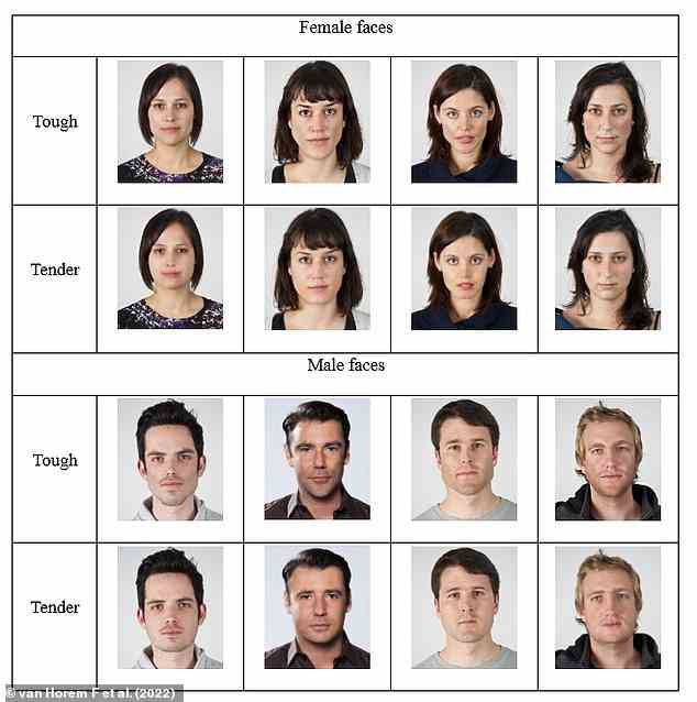 Für die erste Studie wurden den Teilnehmern vier verschiedene männliche oder weibliche Gesichter präsentiert, die digital verändert worden waren, um zäher oder zarter auszusehen (Bild).  Sie mussten sie dann nach ihrer Attraktivität, Sympathie und ihrer Lust auf ein Date mit ihnen bewerten
