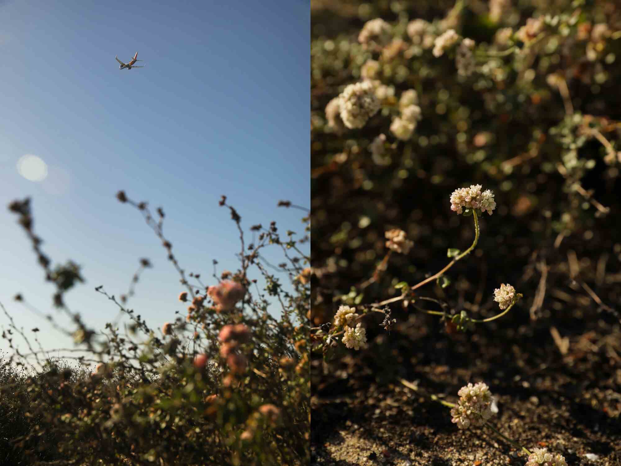 Zwei Fotos nebeneinander, eines von einem Flugzeug hoch am Himmel über einigen Büschen, das andere von Blumen auf Büschen.