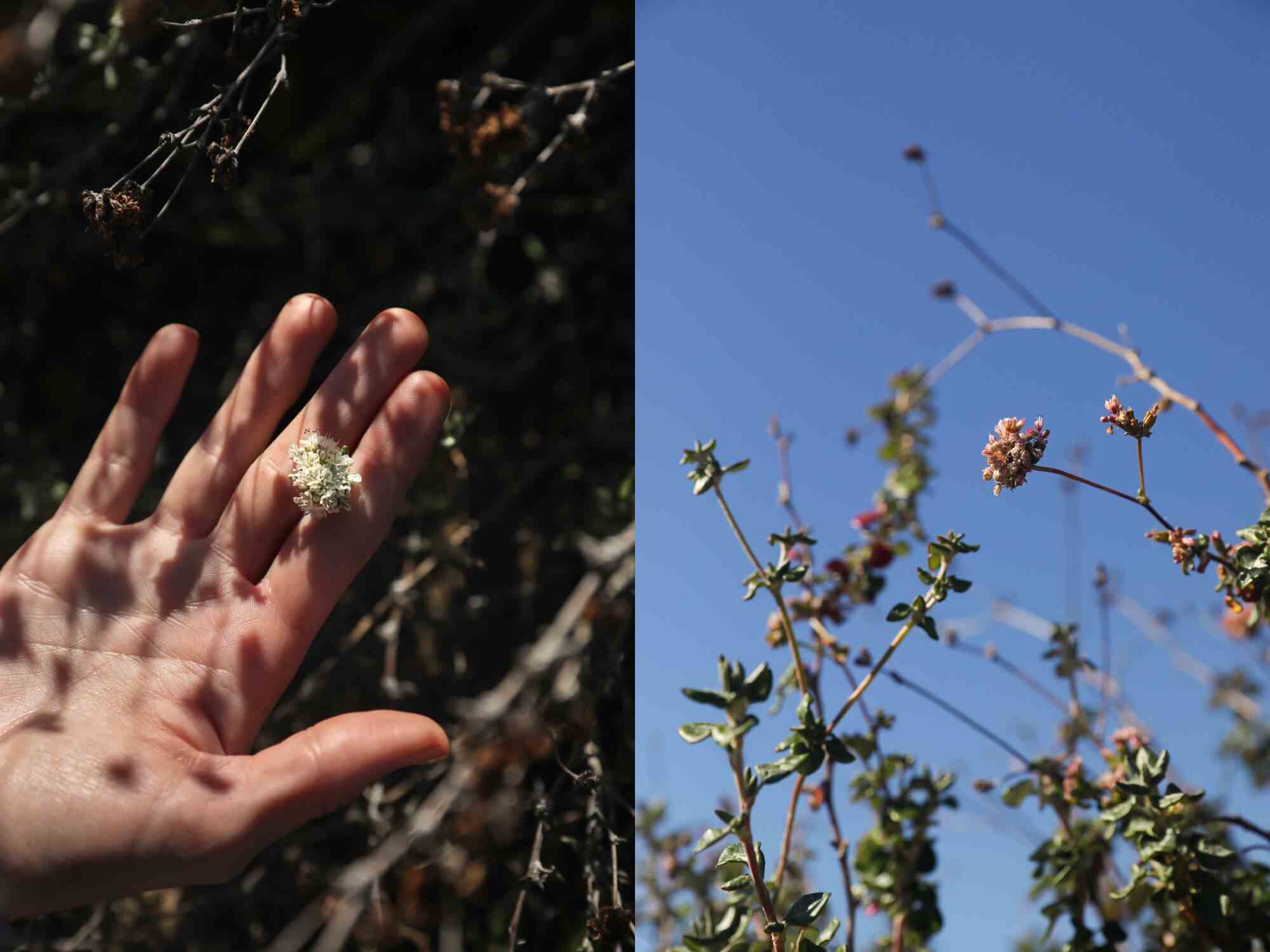 Zwei Fotos nebeneinander, eines zeigt eine Hand, die eine weiße Blume hält, und das andere eine Tiefwinkelansicht von rosa Blumen und Himmel