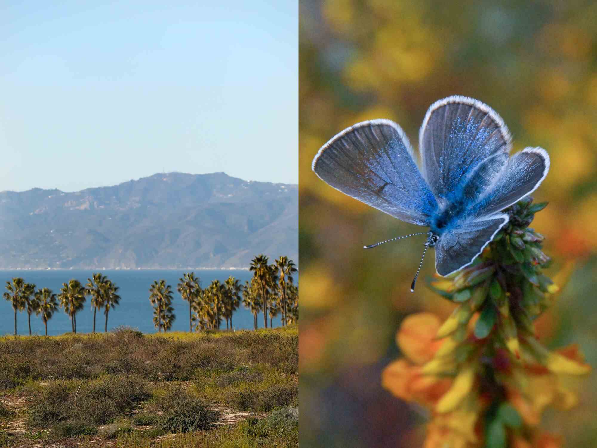 Zwei Fotos nebeneinander, eines von einer Landschaft mit grünen Büschen, Palmen und Meer und das andere von einem Schmetterling