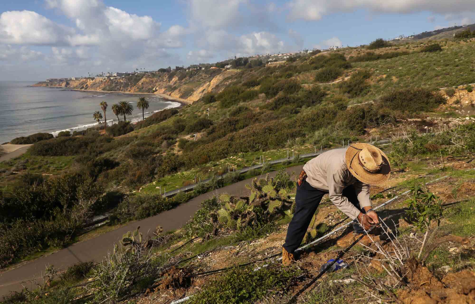 Ein Mann mit Strohhut kümmert sich um eine Hangpflanze entlang der Küste in Rancho Palos Verdes.
