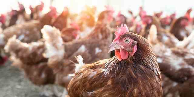 Hühner können schauen "sauber und gesund sein, aber dennoch Keime auf Menschen übertragen."
