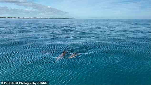 Er sagte, die Delfine schienen miteinander zu spielen, während sie vor der Küste schwammen