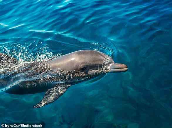 Laut der neuen Studie verwenden Delfine Geschmacks- und Signaturpfeifen, um sich gegenseitig zu identifizieren.  Dadurch können sie einen Geruchsmangel ausgleichen (Delfine haben keinen Riechkolben)