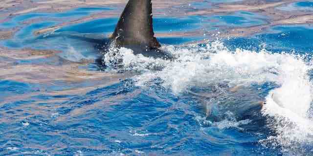 Weiße Haie versammeln sich saisonal vor der Küste der Insel Guadalupe;  Taucher tauchen in Käfige vom Boot Nautilus Explorer, um sicher mit den Haien zu schwimmen 
