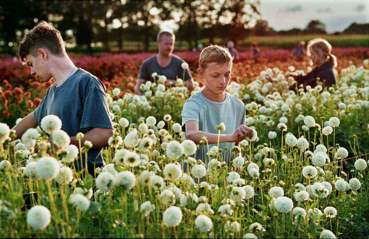 Ein kleiner Junge und seine Familie pflücken Blumen auf einem Feld.