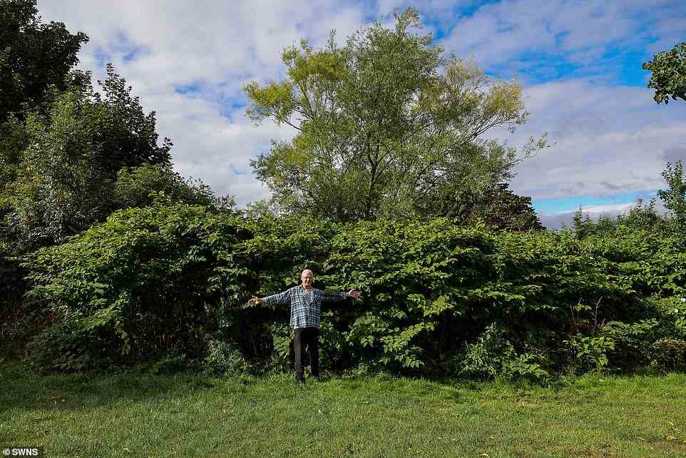 Der pensionierte Gärtner Dennis Hodson lebt in einem 200.000-Pfund-Bungalow, der an die Felder angrenzt, die vom japanischen Knöterich überholt wurden