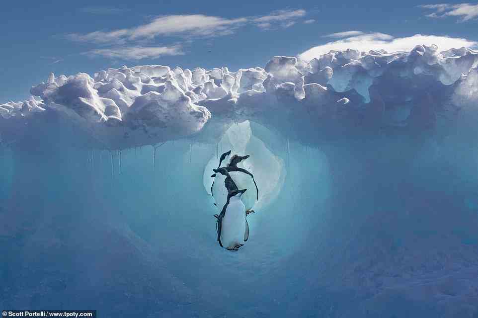 Earning a special mention in the Blue Planet, Green Planet category, this photograph shows Adelie penguin chicks finding refuge in an intricate tunnel system formed in icebergs in Antarctica. Australian photographer Scott Portelli explains: ‘Using these passageways to avoid predators, they group together for safety. Leopard seals patrol the surrounding waters, while skuas [predatory seabirds] survey the vulnerable chicks from above’
