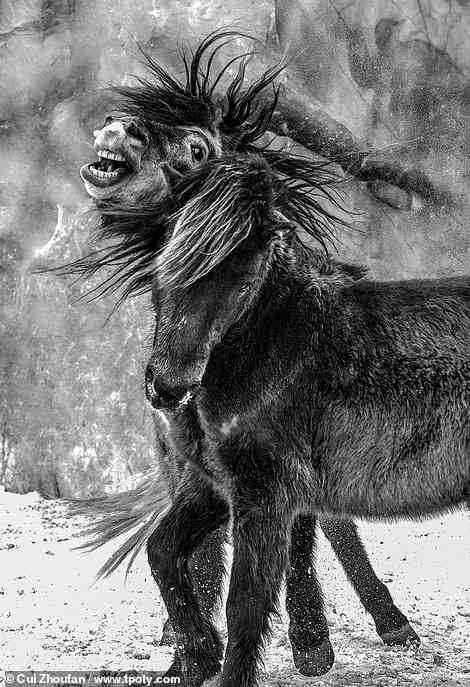 This arresting picture by Chinese photographer Cui Zhoufan shows a horse in the Chinese province of Heilongjiang that has become panicked by a 'fierce gale' ripping through the landscape. Impressed, the judges have awarded the picture a special mention in the ‘Art of Monochrome’ category