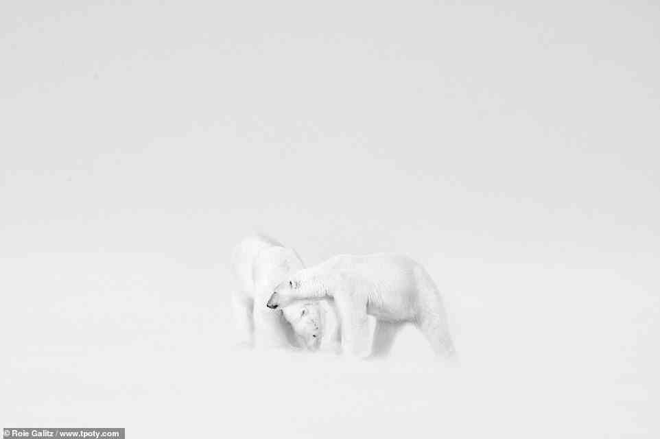 Israeli photographer Roie Galitz was behind the camera for this emotive shot of two polar bears embracing. Titled ‘White Wedding’, it was captured on the Van Mijenfjorden fjord in Norway's Svalbard archipelago. Galitz says: ‘During this honeymoon, a blizzard and a whiteout made it very difficult for humans, but the polar bear couple didn’t seem to care.’ The picture is part of a series that snapped up the top prize in the ‘Art of Monochrome’ category