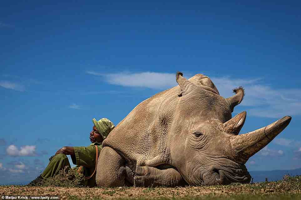Behold one of the pictures that won Matjaz Krivic the title of Travel Photographer of the Year 2022. Captured in the Ol Pejeta Conservancy in Nanyuki, Kenya, the poignant shot shows Najin, one of the last two northern white rhinos left in the world, resting in the heat of the afternoon with her caretaker Zachary Mutai. Krivic explains: ‘The northern white rhino is all but extinct. The two last males died several years ago. The two females are still with us, but [they’re] too feeble to bear babies.’ The photographer explains that the rhinos' eggs are now being artificially fertilised by sperm from the late male northern white rhinos. This is done ‘in hopes that surrogate rhinos from another subspecies can carry the northern white back from the brink’
