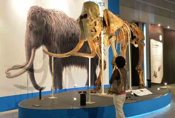 Ein wolliges Mammutskelett ausgestellt
