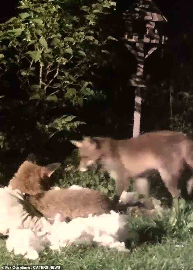 Zwei Jungtiere jagten sich gegenseitig und übten ihre besten Beutezüge, als sie von der Wildtieraktivistin Dora Nightingale vor der Kamera gefilmt wurden