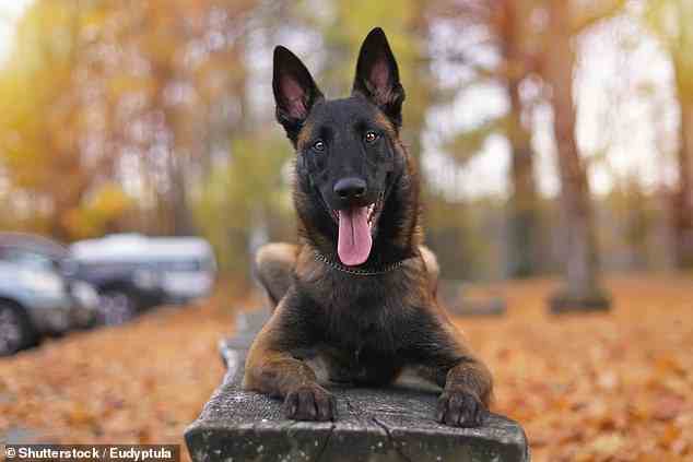 Der belgische Schäferhund Malinois (im Bild) wurde nach einer kürzlich durchgeführten Studie als die klügste Hunderasse der Welt befunden