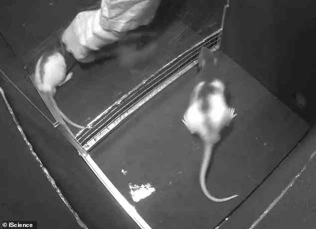 Forscher in Deutschland ließen Ratten dabei zusehen, wie andere gekitzelt werden, und untersuchten ihre Reaktionen.  Wenn Ratten sahen, wie andere gekitzelt wurden, erlebten sie etwas, das als 