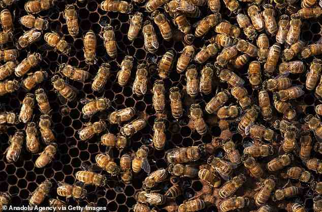 Die USA haben grünes Licht für den weltweit ersten Impfstoff für Honigbienen gegeben.  Der Impfstoff soll Bruten vor einer tödlichen Krankheit schützen, die durch sporenbildende Bakterien, die Paenibacillus-Larve, verursacht wird