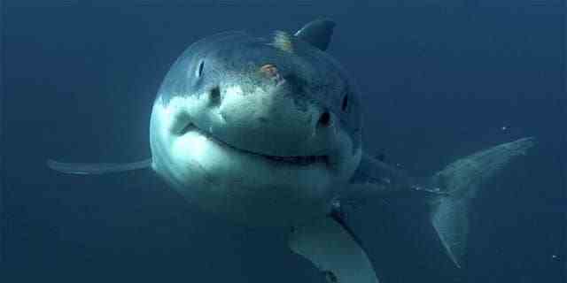 Dieses undatierte Bild, das von Discovery Channel veröffentlicht wurde, zeigt einen Weißen Hai.