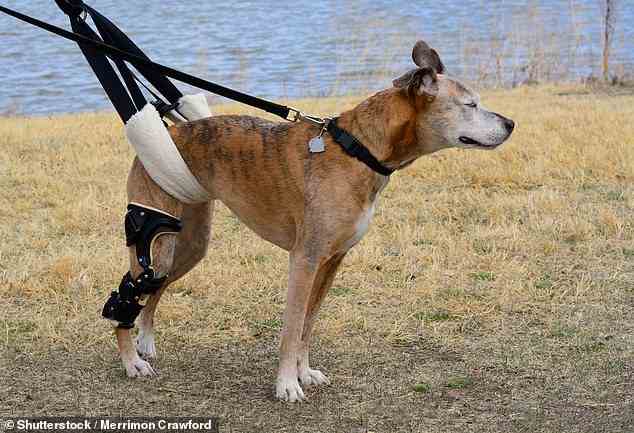 Ein Mischlingshund, der eine orthetische Orthese für eine CCL-Knieverletzung verwendet, wobei seine Verletzung mit einer Schlinge zusammengehalten wird