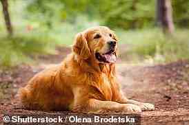 Golden Retriever waren eine der Hunderassen, die am wahrscheinlichsten an der Krankheit erkrankten