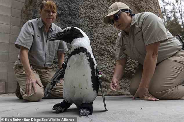 Der Zoo machte im August 2022 Schlagzeilen, als er einem Pinguin mit einem degenerativen Fußleiden ein neues Paar orthopädischer Gummistiefel zur Verfügung stellte