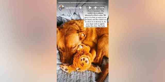 Sarah Herron schrieb in ihrer Instagram-Geschichte, dass ihr Hund Rio mit einem Teddybären aus dem Stubenwagen ihres verstorbenen Sohnes eingeschlafen war.
