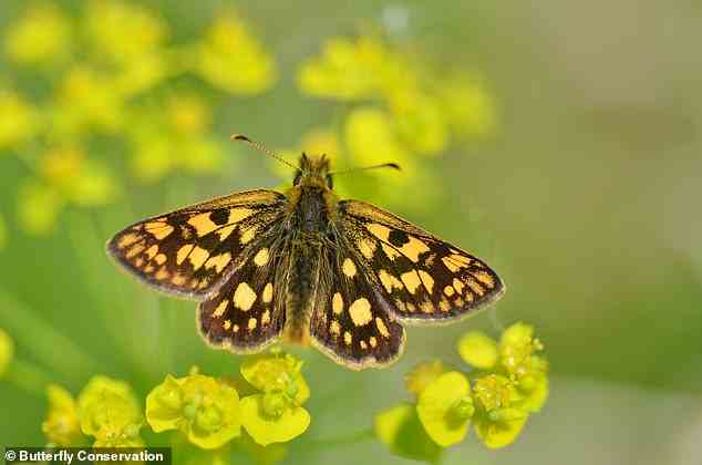 Der Bericht hebt auch Beispiele hervor, die beweisen, dass Naturschutzmaßnahmen das Schicksal bedrohter Schmetterlinge wenden können.  Dazu gehört die kürzlich erfolgte erfolgreiche Wiedereinführung des Chequered Skipper in England