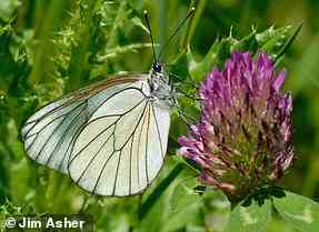 Ein schwarzgeäderter weißer Schmetterling