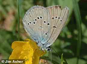 Ein Mazarine Blue Schmetterling