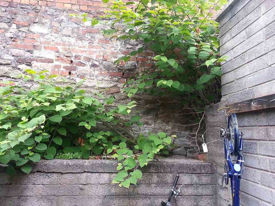 Be aware that you will need to declare that knotweed has been present when you come to sell the property in the future