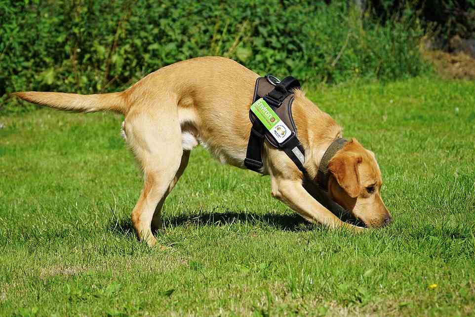Detection dogs can offer the perfect solution to the pesky problem as they are able to sniff out knotweed buried under the ground¿s surface without the need to dig