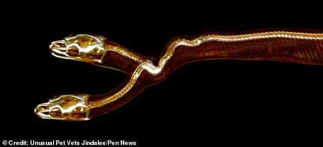 Die in Gefangenschaft geborene australische Schlange wurde zu The Unusual Pet Vets in Jindalee, Queensland, gebracht, nachdem sie mit zwei Köpfen geschlüpft war