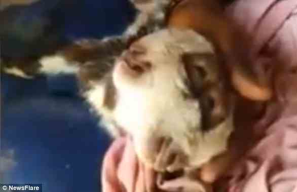 Tiere mit diesem Zustand, der auch als dizephaler Parapagus bezeichnet wird, haben zwei Köpfe an einem Torso.  Der ungewöhnliche Zustand wurde in einem kurzen Film festgehalten, der in Rawalpindi, Pakistan, von einer Ziege aufgenommen wurde (im Bild).