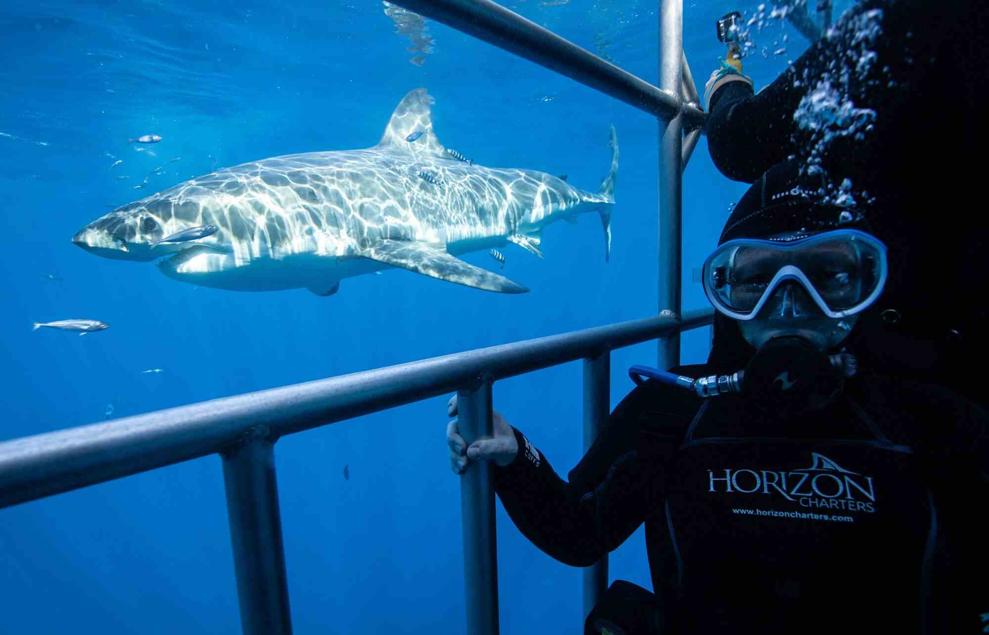 Ein Taucher macht ein Selfie in einem Haikäfig, während ein Hai vorbeischwimmt.